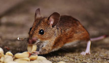 24 Hour & Emergency Exterminators in Thurman, OH